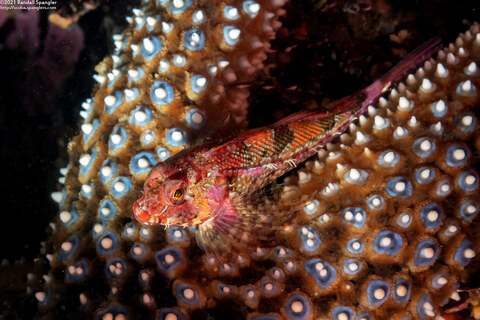 Orthonopias triacis (Snubnose Sculpin)