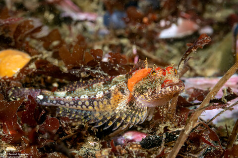Artedius corallinus (Coralline Sculpin)