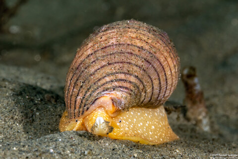 Megasurcula carpenteriana (Carpenter's Turrid)