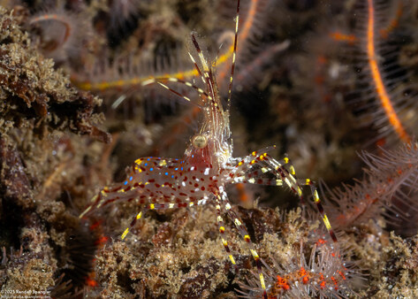 Pandalus danae (Dock Shrimp)