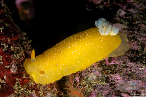 Doriopsilla fulva (White-Speckled Dorid)