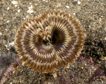 Acromegalomma sp.1 (Sabellid Worm)