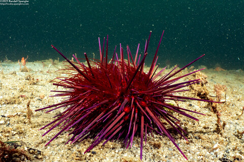 Mesocentrotus franciscanus (Red Sea Urchin)