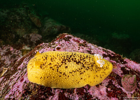 Peltodoris nobilis (Sea Lemon)