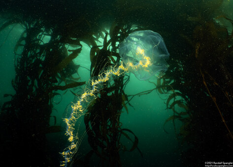 Praya sp.1 (Praya sp.1)