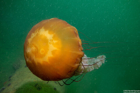 Chrysaora fuscescens (Brown Jellyfish)