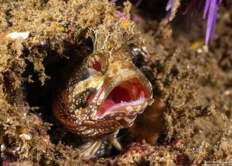 Neoclinus stephensae (Yellowfin Fringehead)