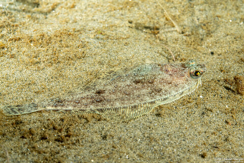 Citharichthys stigmaeus (Speckled Sanddab)