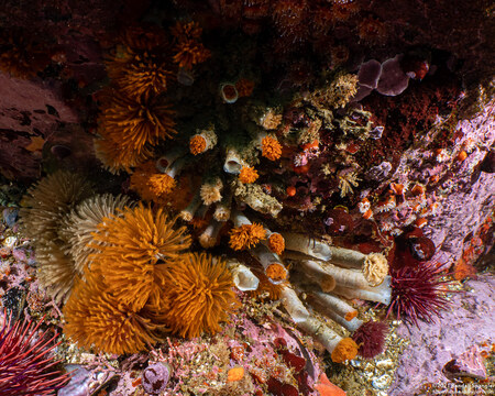 Eudistylia polymorpha (Feather Duster Worm); Both out and pulled in