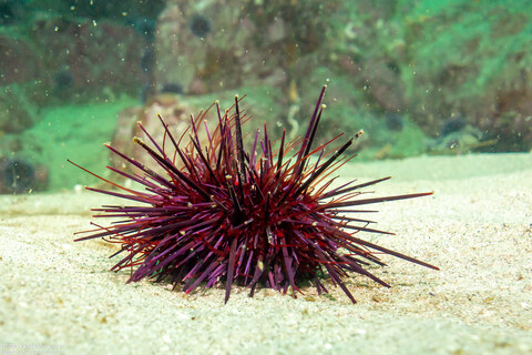 Mesocentrotus franciscanus (Red Sea Urchin)