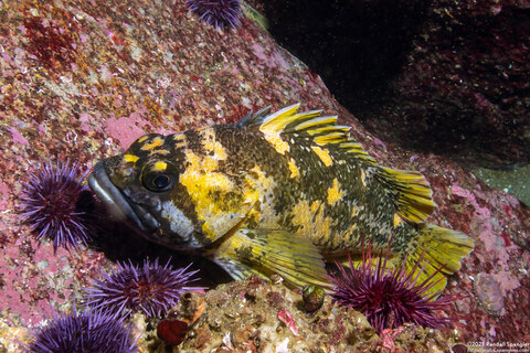 Sebastes chrysomelas (Black-and-Yellow Rockfish)