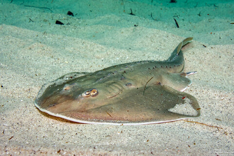 Platyrhinoidis triseriata (Thornback)