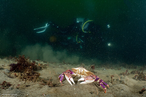Metacarcinus gracilis (Graceful Crab)