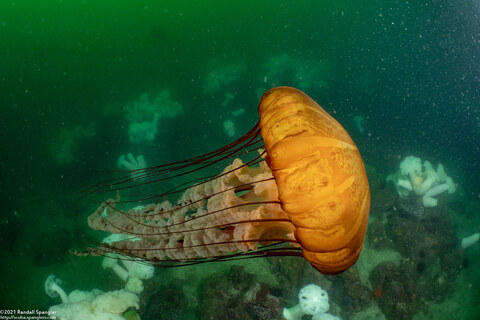 Chrysaora fuscescens (Brown Jellyfish)