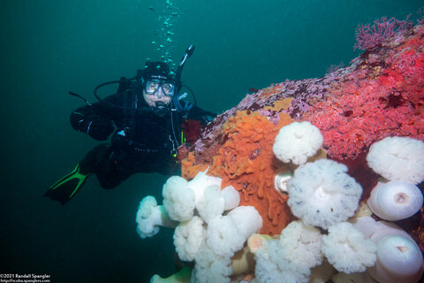 Metridium farcimen (White-Plumed Anemone)