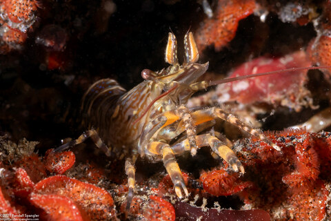 Heptacarpus palpator (Intertidal Coastal Shrimp)