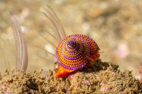 Calliostoma annulatum (Blue-Ring Top Snail)