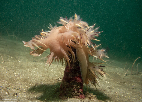 Dendronotus iris (Rainbow Dendronotus)