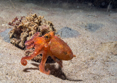 Octopus rubescens (Red Octopus)