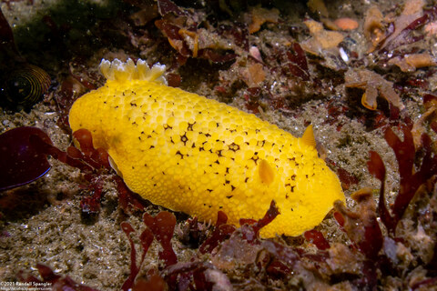 Peltodoris nobilis (Sea Lemon)