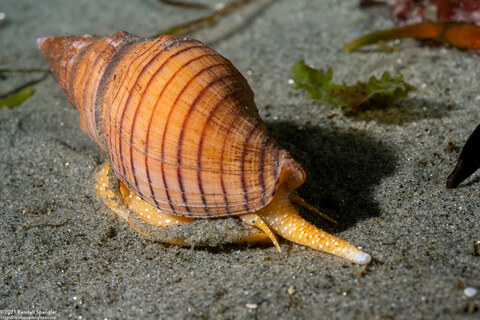 Megasurcula carpenteriana (Carpenter's Turrid)