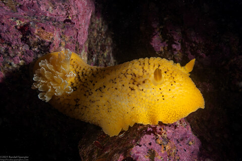 Peltodoris nobilis (Sea Lemon)