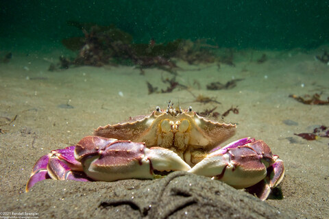 Metacarcinus gracilis (Graceful Crab)