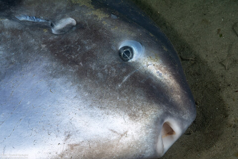 Mola mola (Ocean Sunfish)