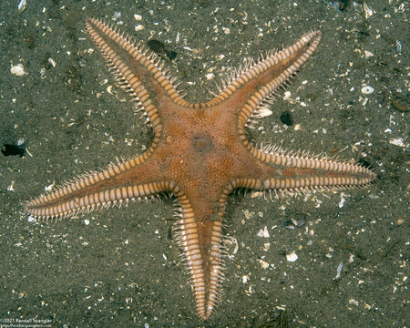 Astropecten armatus (Spiny Sand Star)