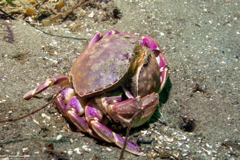 Metacarcinus gracilis (Graceful Crab)