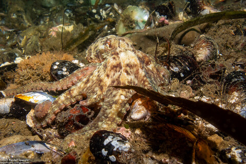 Octopus rubescens (Red Octopus)