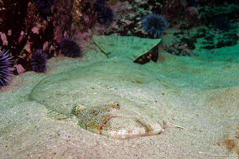 Paralichthys californicus (California Halibut)