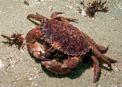 Romaleon antennarium (Pacific Rock Crab)