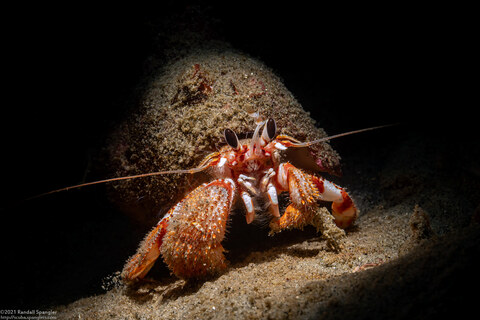 Pagurus armatus (Blackeyed Hermit Crab)