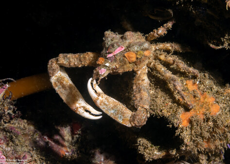 Scyra acutifrons (Sharpnose Crab)