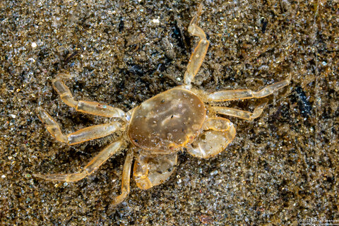 Scleroplax granulata (Burrow Pea Crab)