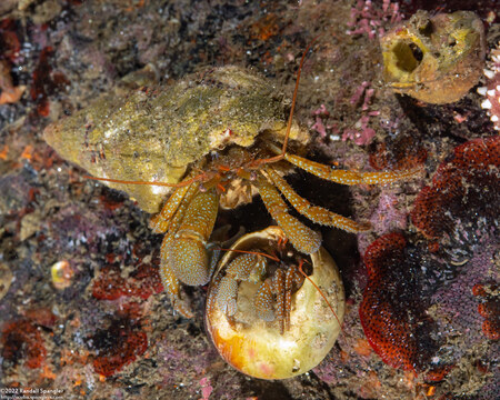 Pagurus granosimanus (Grainyhand Hermit Crab)