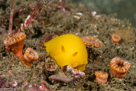 Doriopsilla fulva (White-Speckled Dorid)