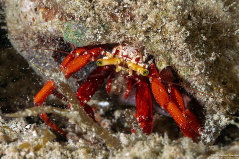 Paguristes cadenati (Red Reef Hermit Crab)