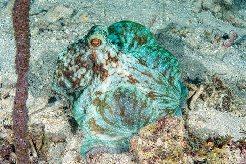 Octopus briareus (Caribbean Reef Octopus)