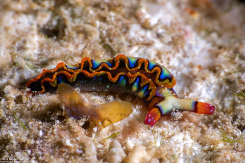 Thuridilla picta (Painted Elysia)