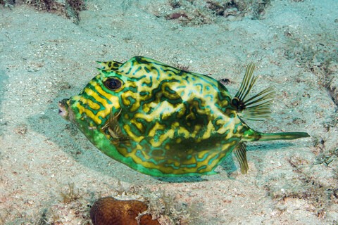 Acanthostracion quadricornis (Scrawled Cowfish)
