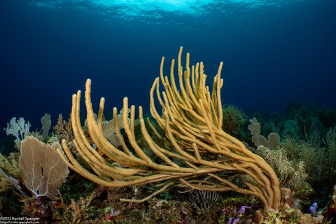 Pseudoplexaura sp.1 (Porous Sea Rod)