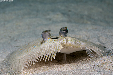 Bothus maculiferus (Maculated Flounder)