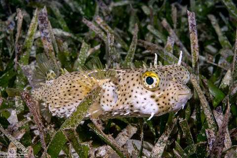 Chilomycterus antennatus (Bridled Burrfish)