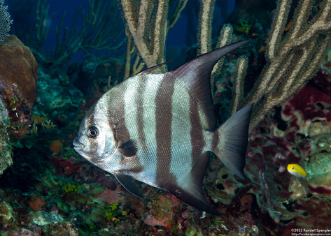 Chaetodipterus faber (Atlantic Spadefish)