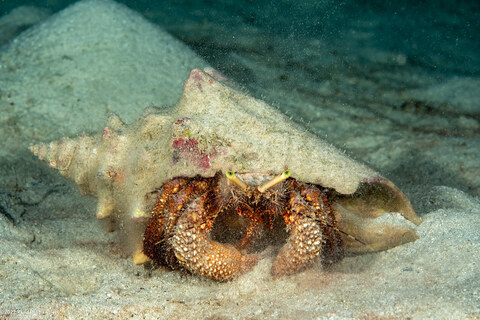 Petrochirus diogenes (Giant Hermit Crab)