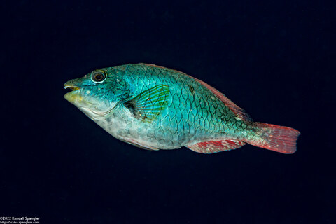 Sparisoma aurofrenatum (Redband Parrotfish)
