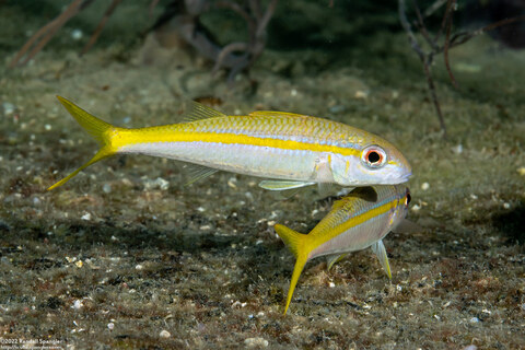 Mulloidichthys martinicus (Yellow Goatfish)