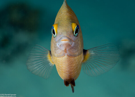 Stegastes planifrons (Threespot Damselfish); Pecking its reflection in my lens